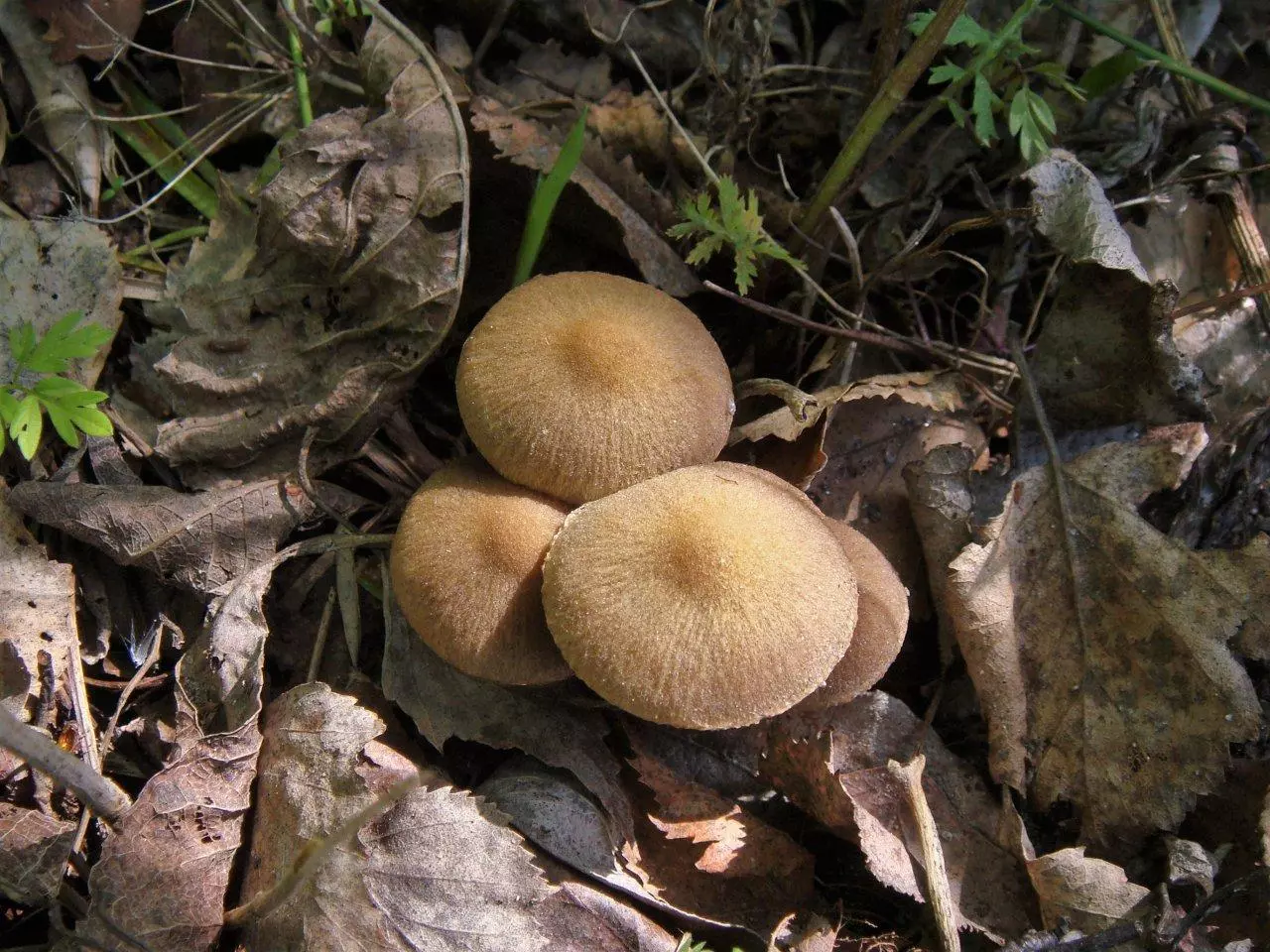 псатирелл - съедобный весенний гриб фото 4