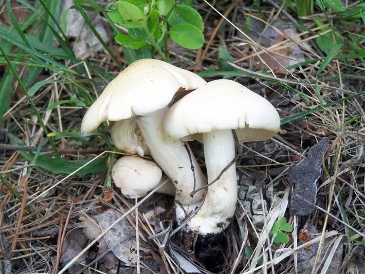 съедобные и несъедобные весенние грибы 2019, описание на фото 5