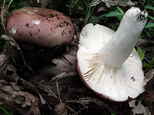 съедобные и несъедобные весенние грибы 2019, описание на фото 4
