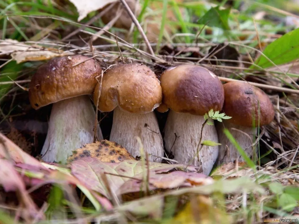 белые грибы, описание + фото 2