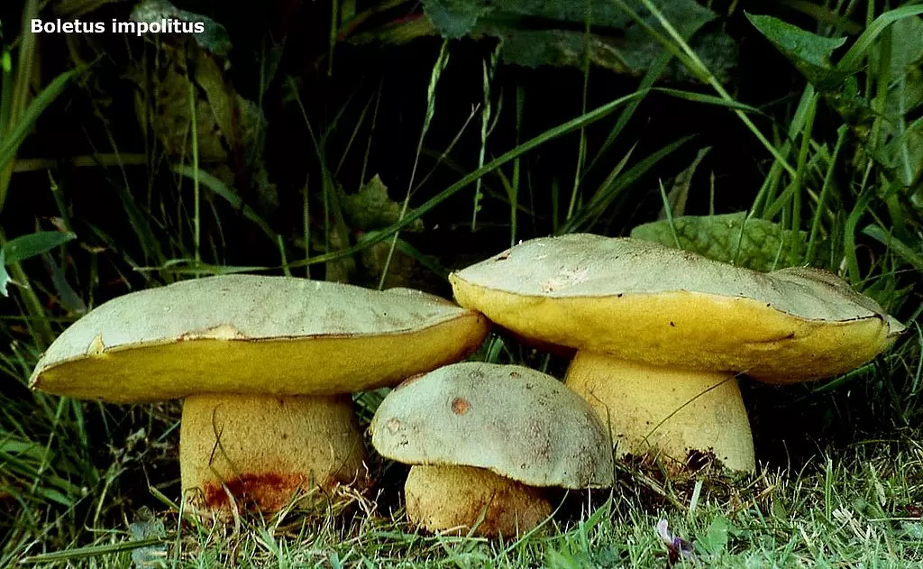 полубелые грибы, описание + фото 2