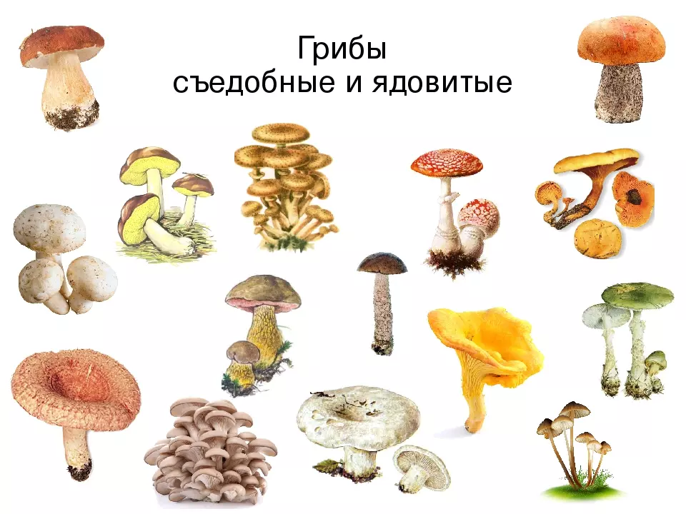 Съедобные грибы подмосковья с картинкой и названием