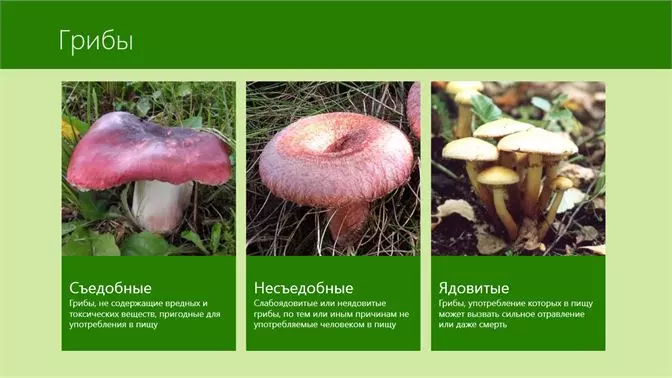 Рисунки съедобных грибов с названиями