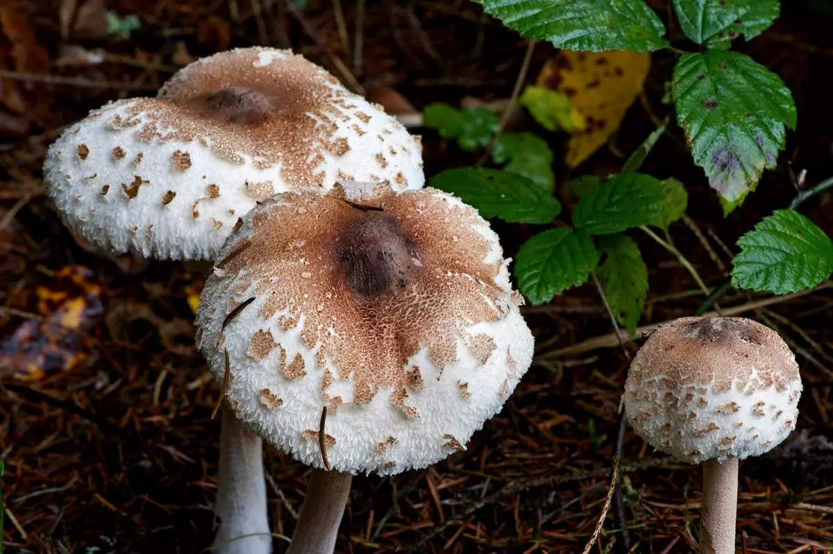 Съедобные и несъедобные грибы краткое описание