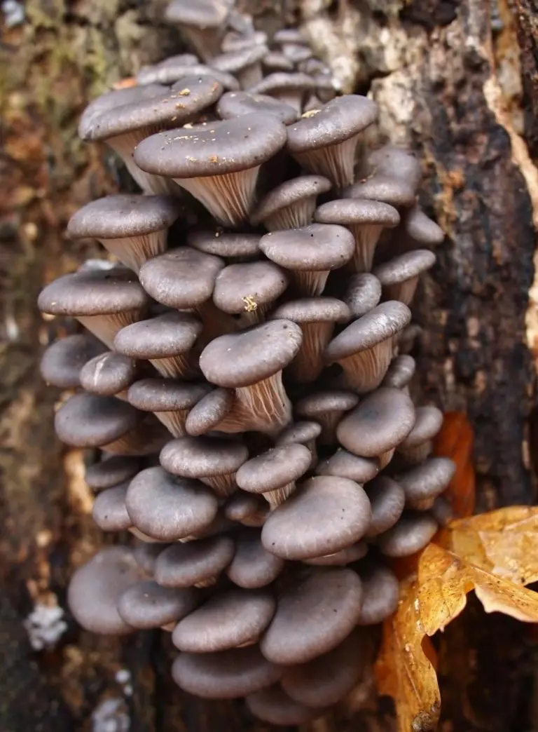 Грибы ставропольского края фото и названия съедобные и несъедобные грибы