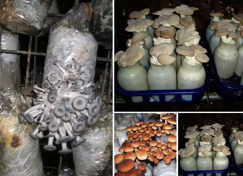 грибы опята - выращивание домашних условиях