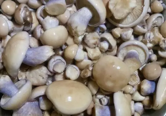 синие ножки, как мариновать грибы с чесноком