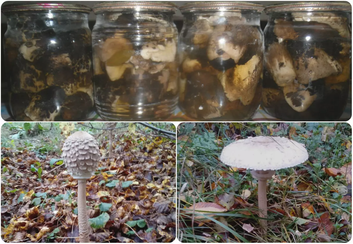 грибы маринованные зонтики по рецепту