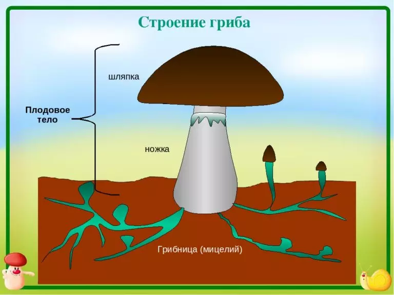 Строение гриба – от грибницы до шляпки (8 видео) | Грибы собираем