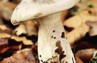 Говорушка Дымчатая – гриб, который хотел стать цветком