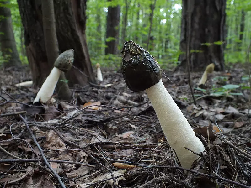 Гриб Сморчок - самый весенний из всех грибов