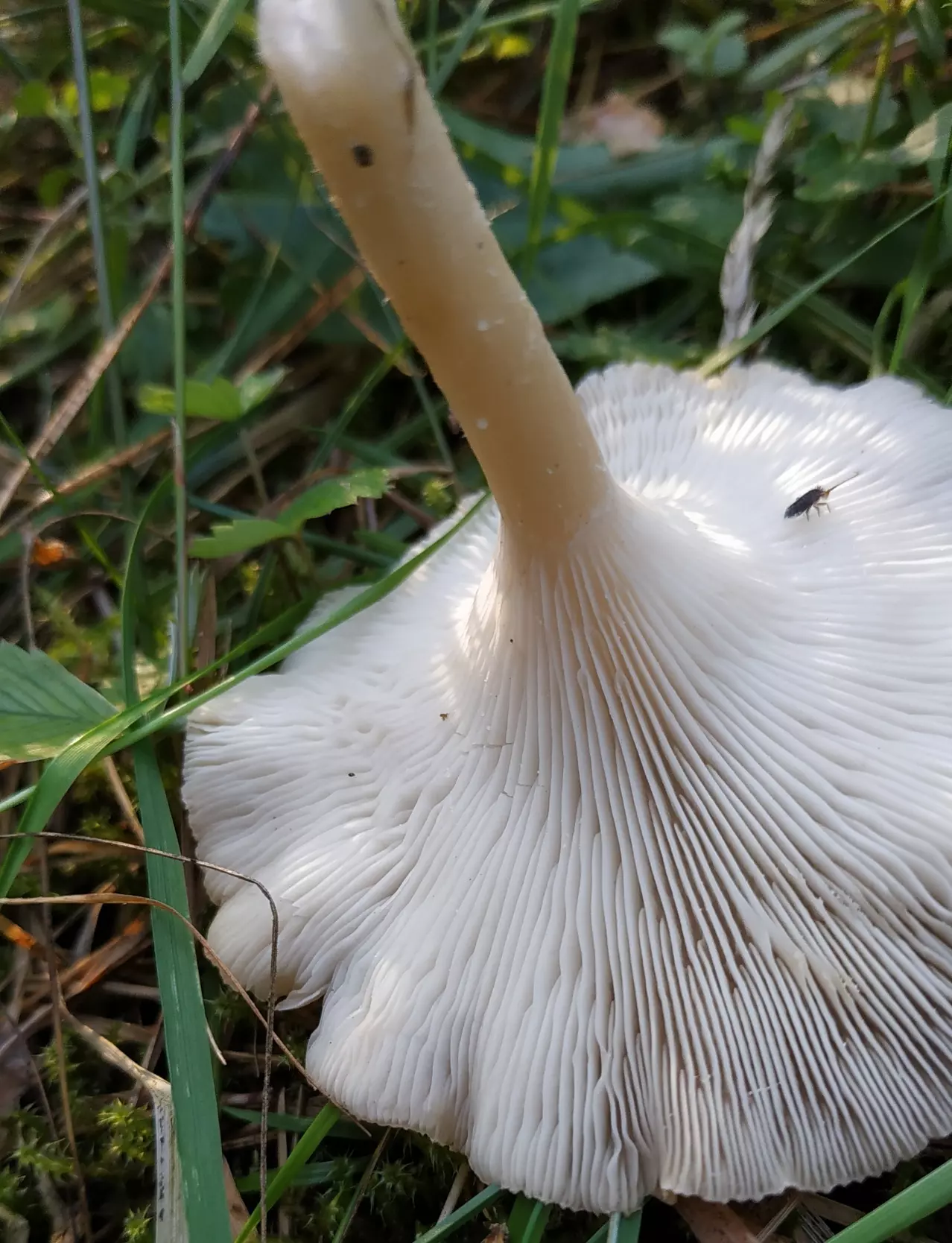 Говорушка гриб. Говорушка ворончатая (Clitocybe Gibba). Говорушка беловатая (Clitocybe rivulosa). Говорушка воронковидная гриб. Говорушка беловатая (Clitocybe dealbata).