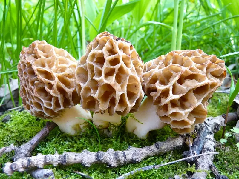 Весенний съедобный гриб – долгожданный подарок солнца