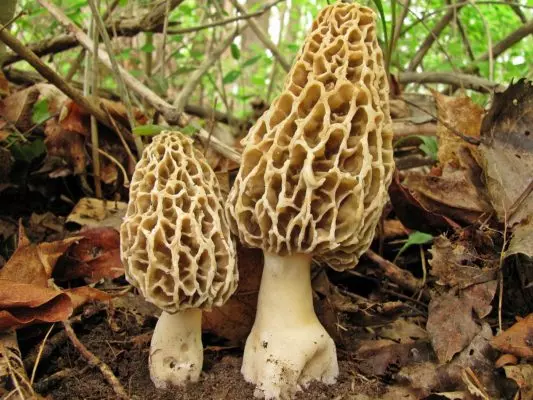 Фото сморчков грибов весной