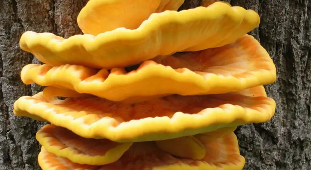 Куриный Гриб – деликатесное оранжевое древесное чудо