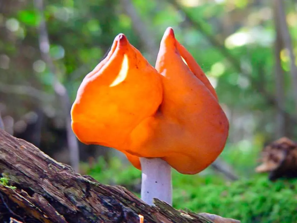 Весенний съедобный гриб – долгожданный подарок солнца