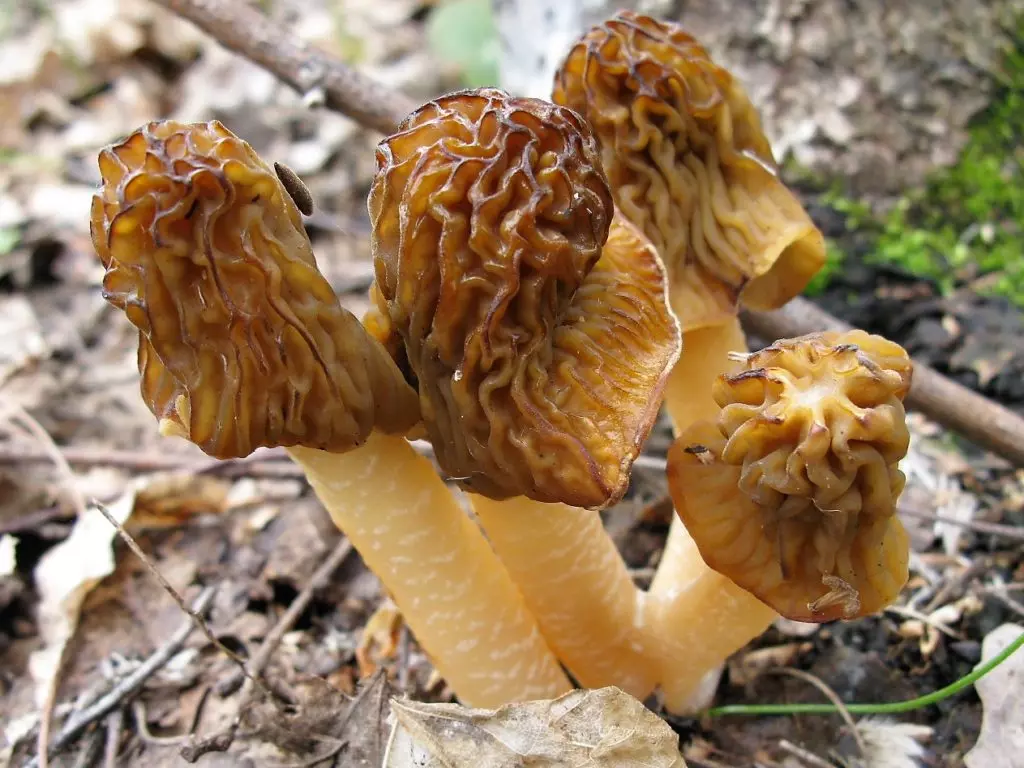 Гриб Сморчок – когда собирать и где искать главный гриб Весны