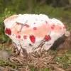 Гриб Кровавый Зуб – лесной пирожок с кровью
