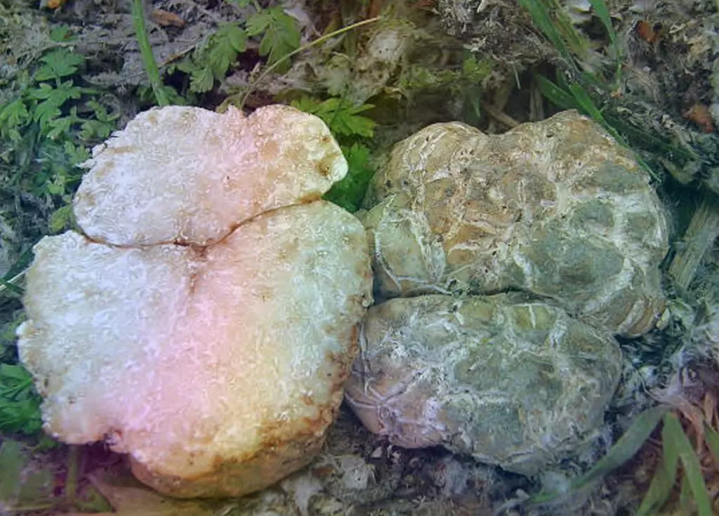 Трюфель гриб – ароматное земляное сокровище