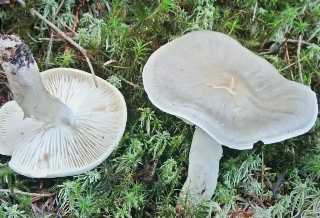 Серая Рядовка – главный гриб поздней осени