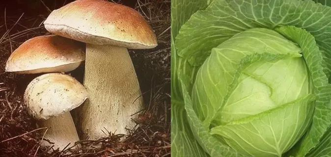 Тушеная Капуста с грибами – легко, быстро и вкусно