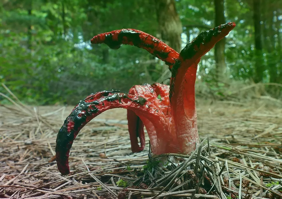 Пальцы Дьявола – гриб похожий на осьминога