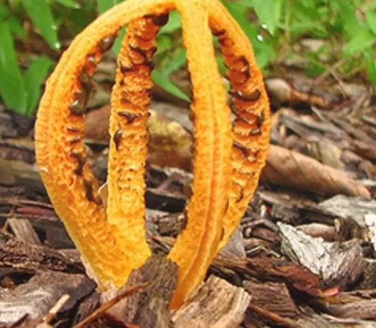 Пальцы Дьявола – гриб похожий на осьминога