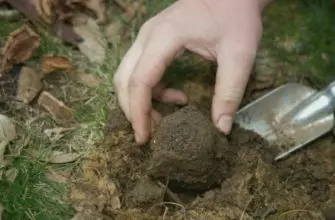 Кто помогает искать грибы трюфели и где они растут