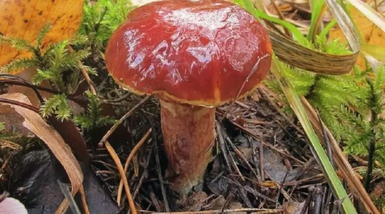 рецепт грибовницы из свежих грибов маслят