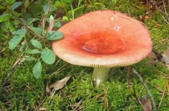 Сыроежка съедобный гриб и его разноцветная грибная семья