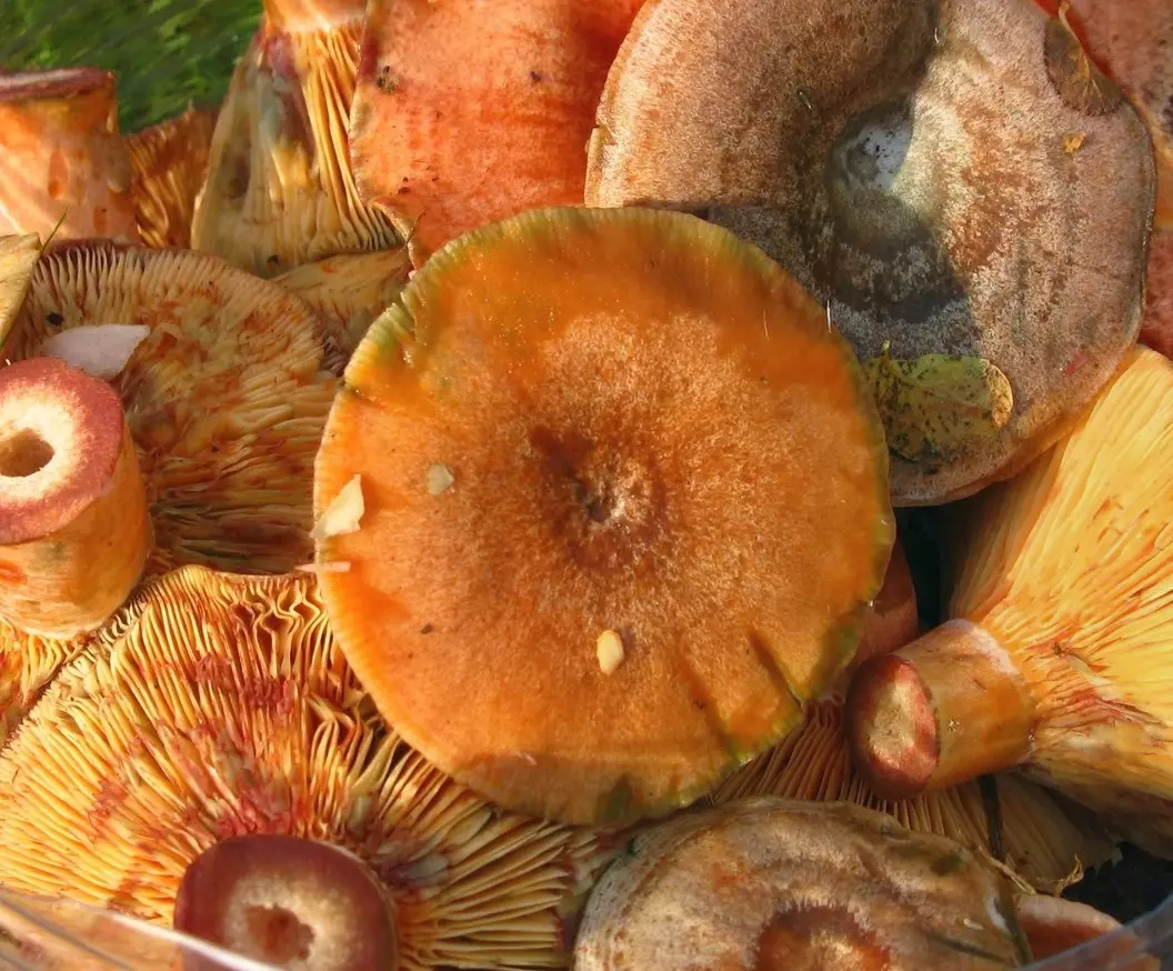 Осень рыжики. Царский гриб Рыжик. Рыжики пластинчатые грибы. Приморский край гриб Рыжик. Сосновый Бор рыжики.