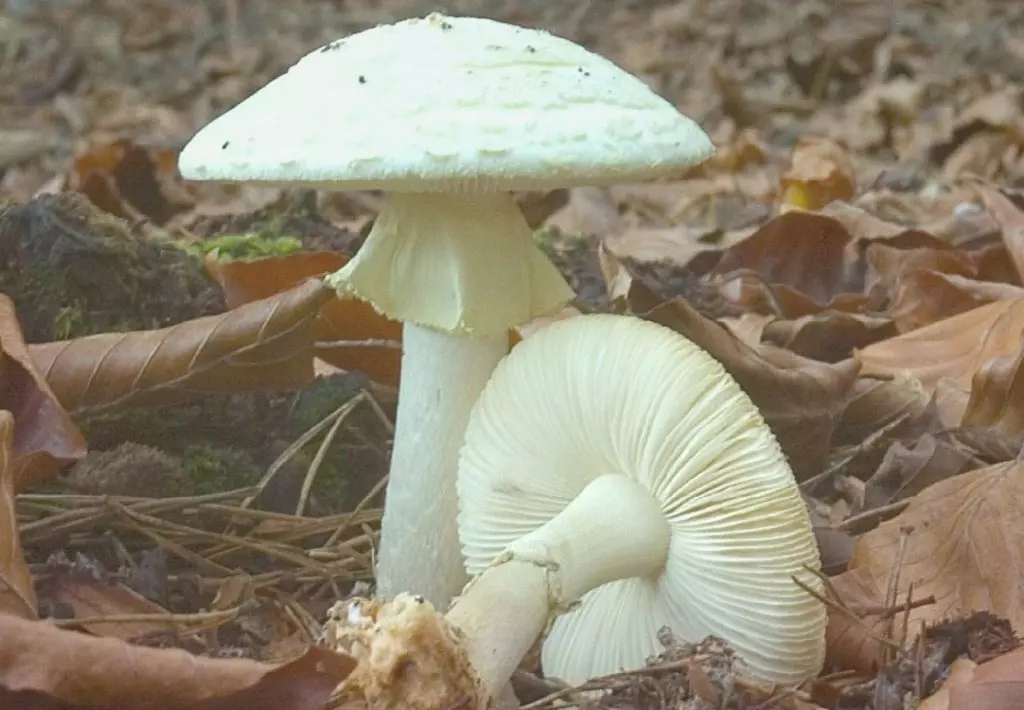 Сыроежка съедобный гриб и его разноцветная грибная семья