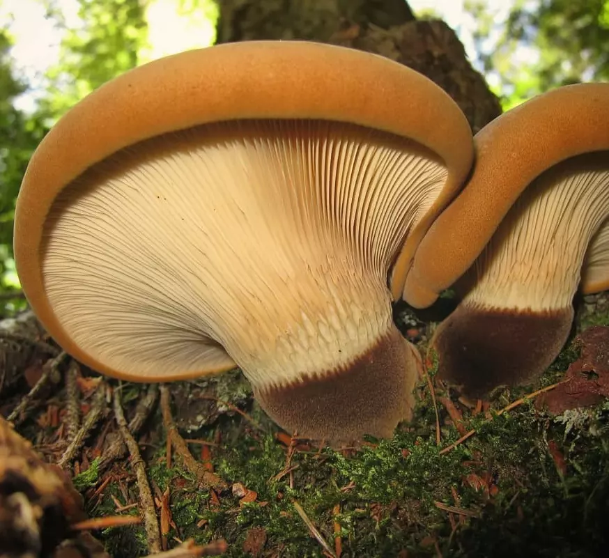 Свинушки – самые спорные грибы русского леса