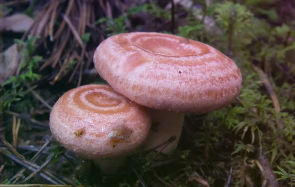 Рыжики – царские грибы русского леса