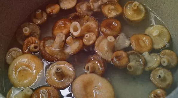 Как правильно солить и мариновать грибы Волнушки