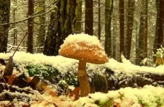 Заготовка грибов подберезовики на зиму