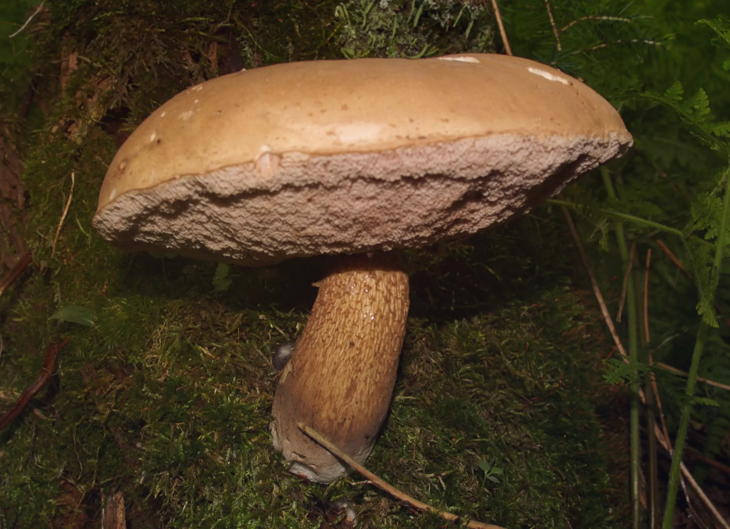Горчак, ложный белый гриб