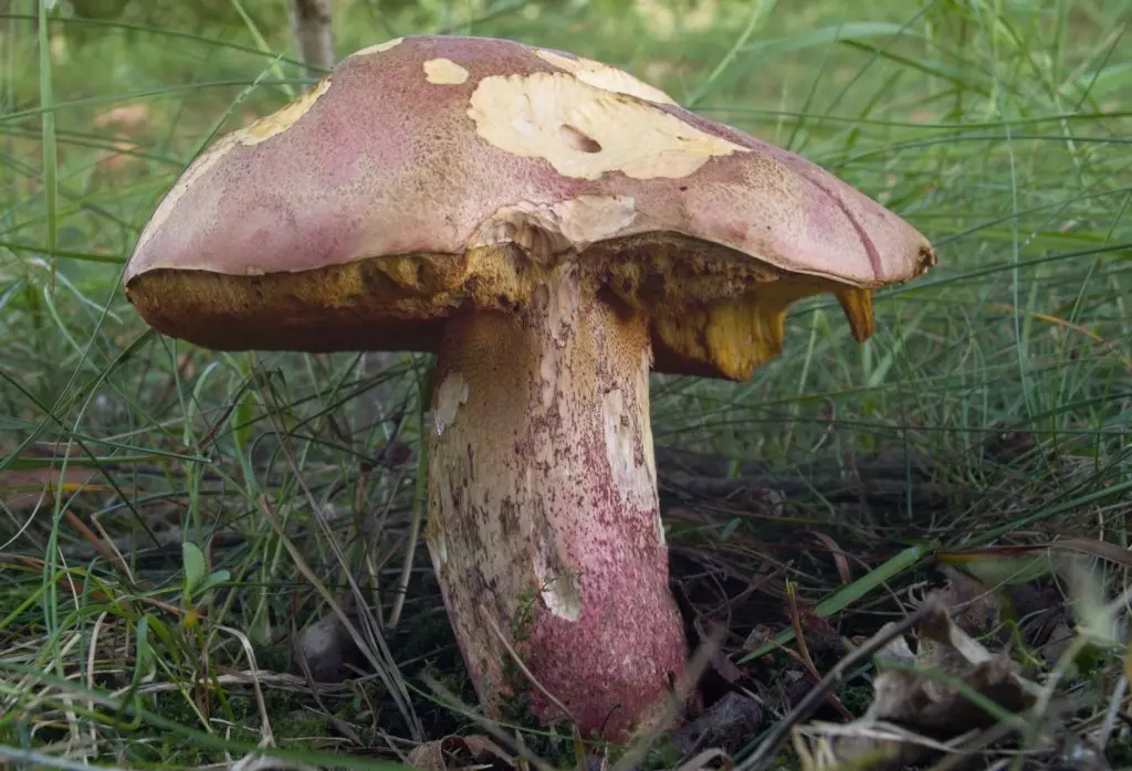 Белый гриб и его опасные или малосъедобные двойники