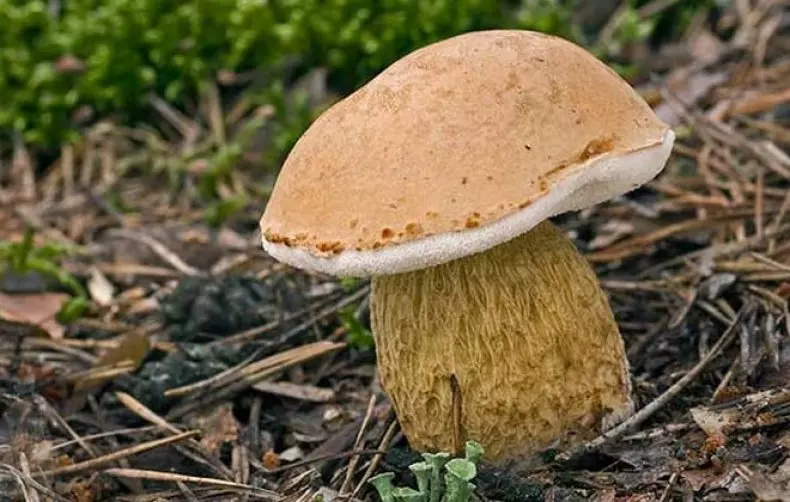 Белый гриб – король грибного царства