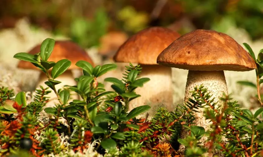 Картошка с грибами в мультиварке: как лучше приготовить