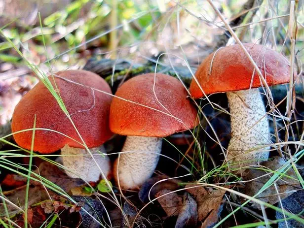 Осенние грибы – подарок золотого леса
