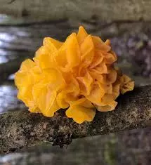 Added by @gubanovaolga18 Instagram post Дрожалка оранжевая (Tremella  mesenterica) Наверное, нет такого грибника, которому бы не встречалась оранжевая  дрожалка. А что нам о них известно, кроме лечебных свойств, которые им  приписывает восточная