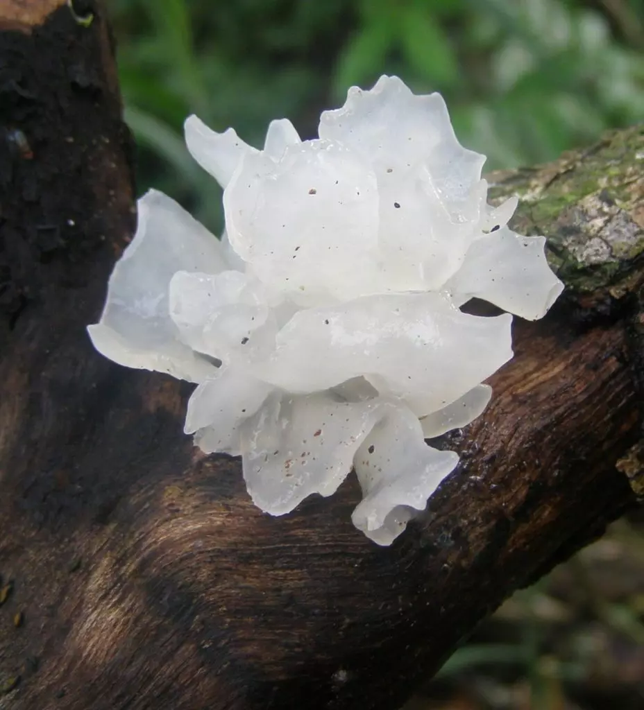 Древесные грибы и их виды 🌲🍄 Фото и описание (6 видео)