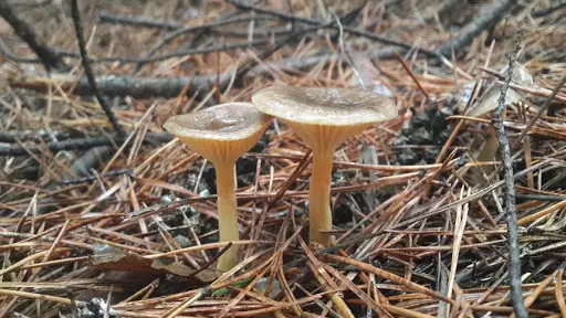 Гигрофор поздний (Hygrophorus hypothejus) - описание гриба