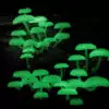 Светящиеся грибы • Алексей Опаев • Научная картинка дня на «Элементах» • Биология, Микология