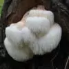 Ежевик гребенчатый: где произрастает и можно ли употреблять его в пищу