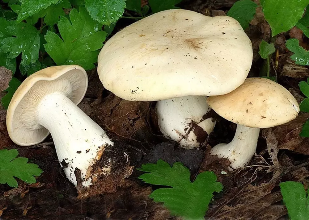 Белая рядовка - почему ее относят к несъедобным грибам?