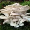 Вешенки: польза и вред грибов, которые все любят