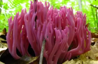 Коралловый гриб – съедобное чудо природы