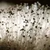 Где произрастает гриб мукор и опасен ли он?